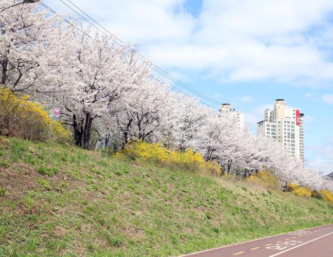 충훈벚꽃축제 이미지