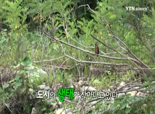 안양천 생태계교란식물 제거 이미지